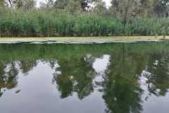 Biesbosch-1